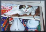 Being a pest in the cupboard